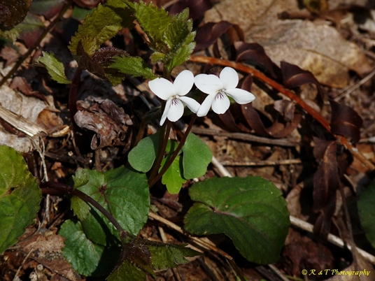 {Viola blanda}
